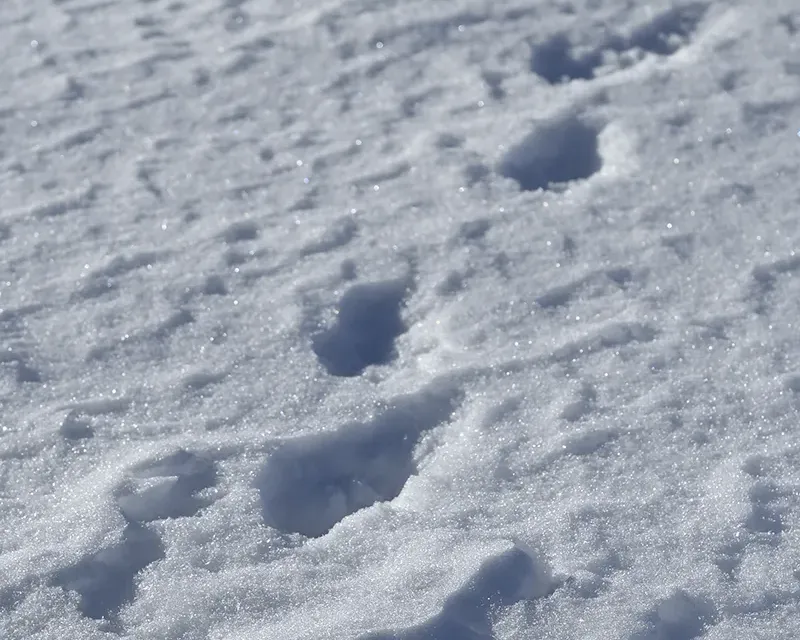 雪面の足跡