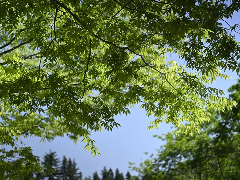 夏の木々